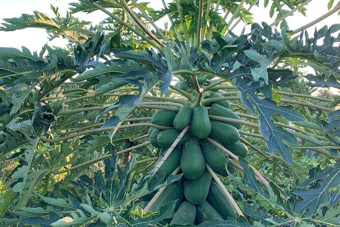 Fruit Garden and Mezcal Tasting Tour with Lunch Included - Is It Worth the Price?