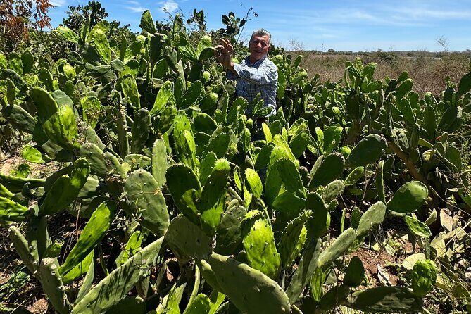 Fruit Garden and Mezcal Tasting Tour with Lunch Included - Final Thoughts