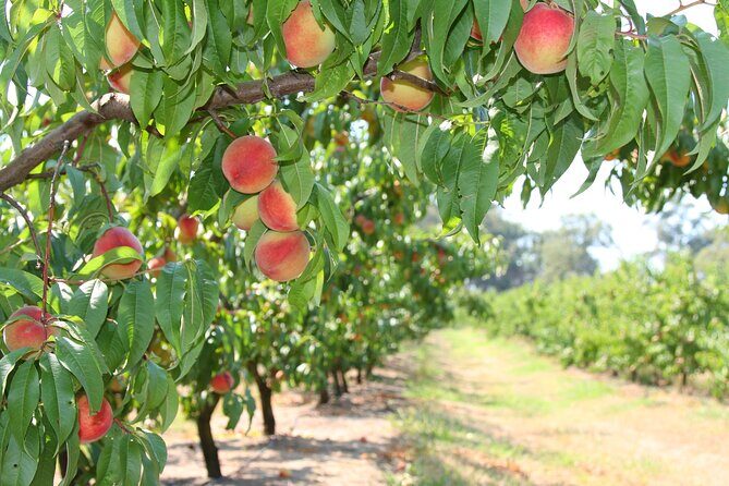 Fruit Picking & Nature Private Tour Yarra Valley & Warburton - Timing and Practical Tips