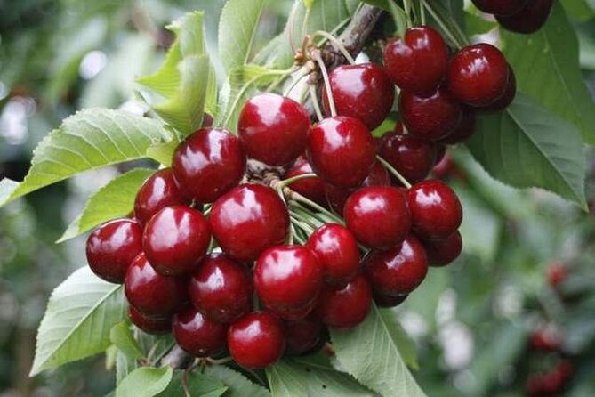 Fruits Picking Tour From Melbourne - Top Fruit Picking Farms Near Melbourne