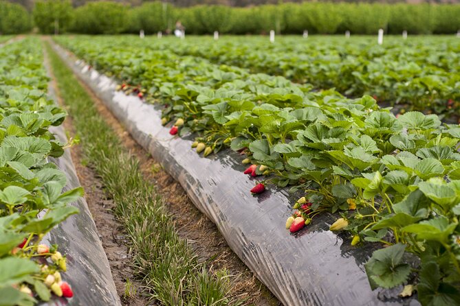 Fruits Picking Tour From Melbourne - Tips for a Successful Fruit Picking Tour