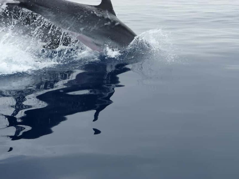 Fuengirola : 2 hours LUXURY Yacht Dolphin Trip DRINKS SNACKS - The Experience in Detail