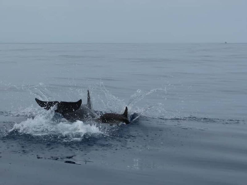 Fuengirola : 2 hours LUXURY Yacht Dolphin Trip DRINKS SNACKS - The Itinerary Breakdown