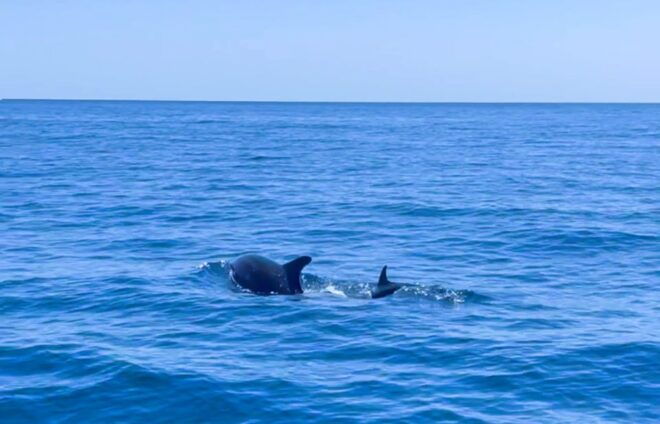Fuengirola : 2 Hours Yacht Trip Drinks and Dolphin Encounter - Group Size and Cancellation Policy