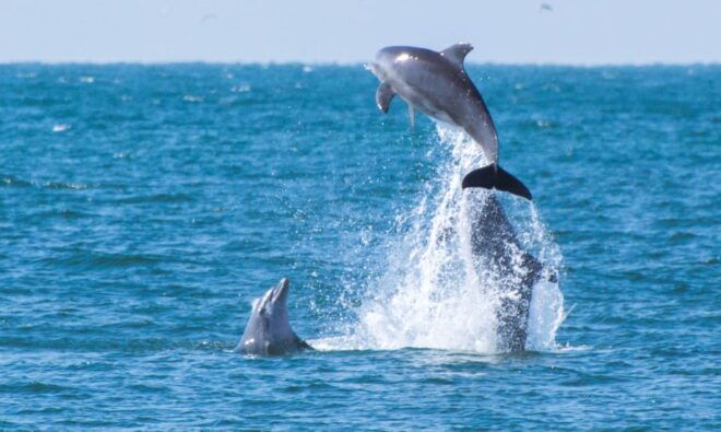 Fuengirola : 2 Hours Yacht Trip Drinks and Dolphin Encounter - Itinerary and Main Sites