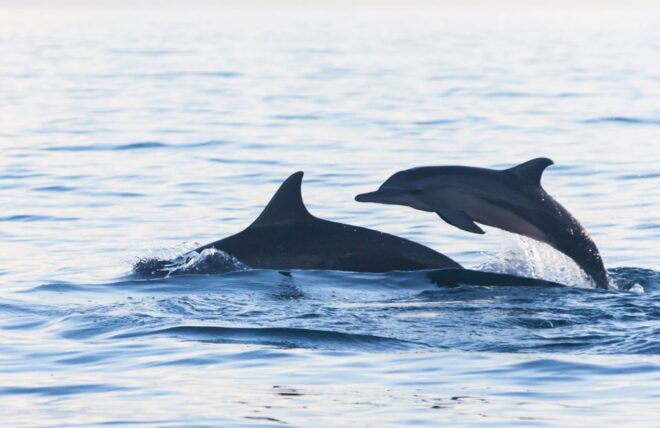Fuengirola : 2 Hours Yacht Trip Drinks and Dolphin Encounter - Frequently Asked Questions