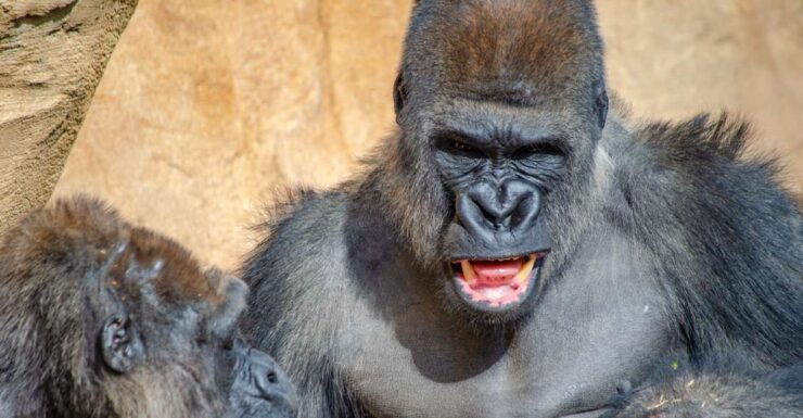 Fuengirola: Bioparc Entrance Ticket - Ticket Information