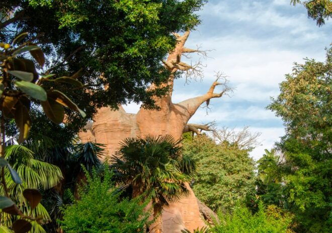Fuengirola: Bioparc Entrance Ticket - Review Details