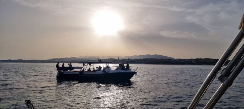 Fuengirola: Fantastic Dolphin Watching Yacht Tour With Drink - Activity Highlights