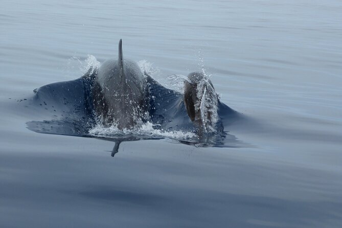 Fuengirola Highlights and Dolphin Watching in Speedboat - Good To Know