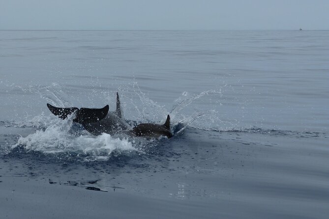 Fuengirola Highlights and Dolphin Watching in Speedboat - Booking Process