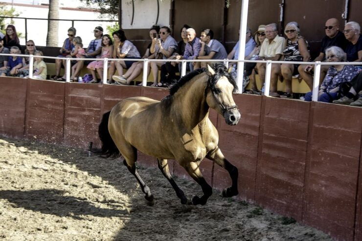 Fuengirola: Spanish Horse Show, Dinner And/Or Flamenco Show - Activity Details