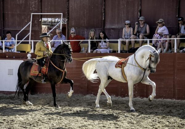 Fuengirola: Spanish Horse Show, Dinner And/Or Flamenco Show - Frequently Asked Questions