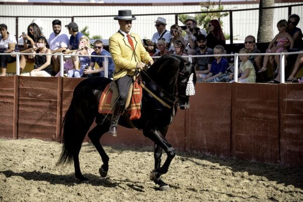 Fuengirola: Spanish Horse Show, Dinner And/Or Flamenco Show - The Sum Up