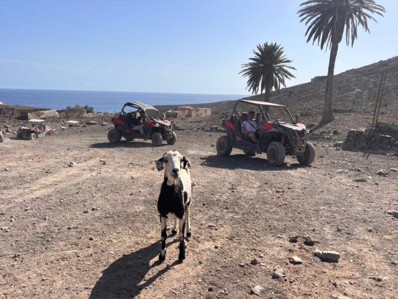 Fuerteventura : 2 hours Buggy Tour in Punta de Jandía - Good To Know