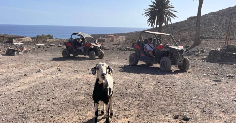 Fuerteventura : 2 hours Buggy Tour in Punta de Jandía - Exploring the Itinerary