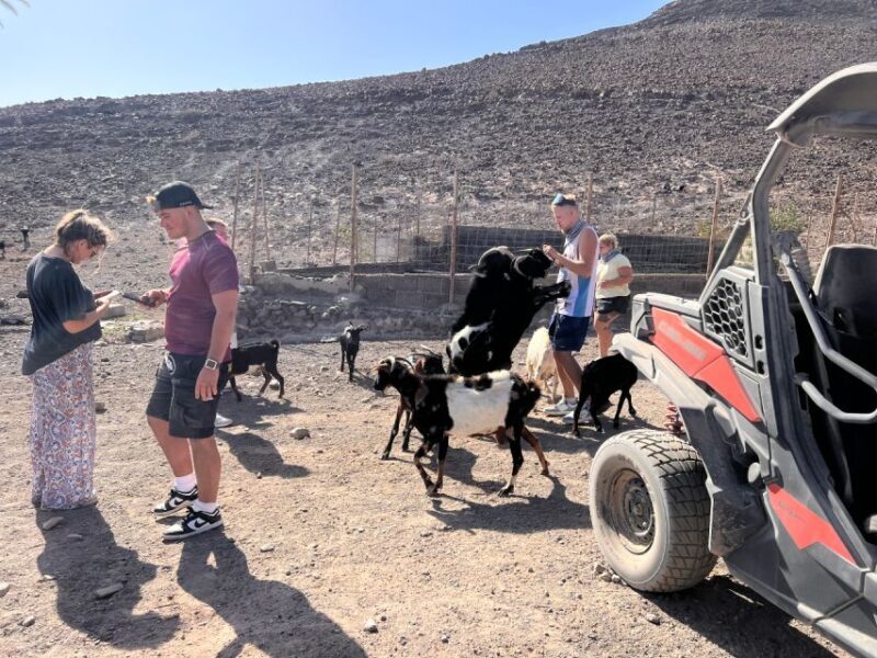Fuerteventura : 2 hours Buggy Tour in Punta de Jandía - The Sum Up