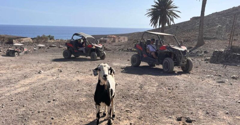 Fuerteventura: Buggy Tour in Punta De Jandía - Booking Information