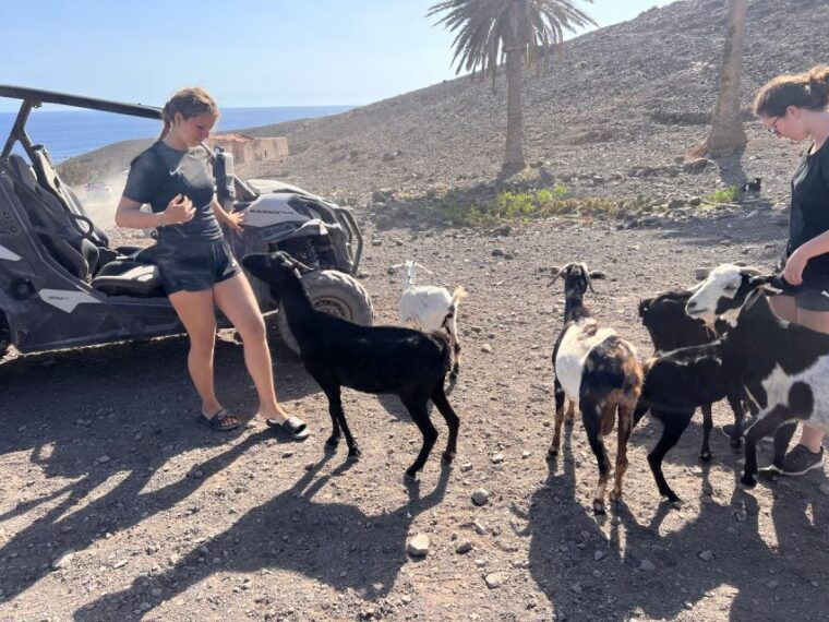 Fuerteventura: Buggy Tour in Punta De Jandía - Experience the Adrenaline
