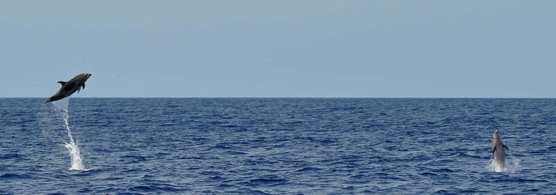 Fuerteventura: Catamarán navegación a vela y delfines. - What to Expect from the Sailing Tour