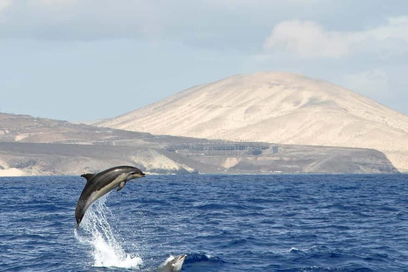 Fuerteventura: Catamarán navegación a vela y delfines. - What Makes This Tour Special