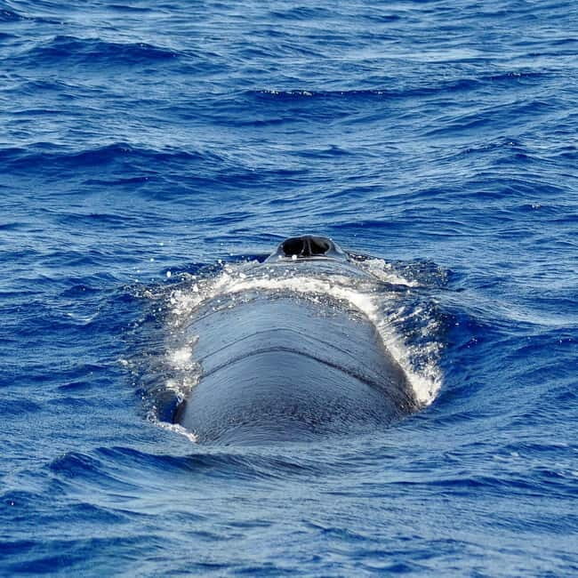 Fuerteventura: Catamarán navegación a vela y delfines. - FAQ