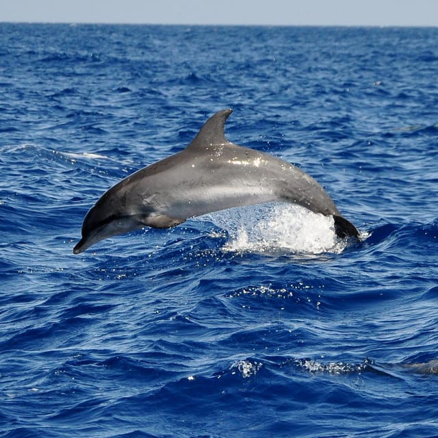 Fuerteventura: Catamaran Sailing Navigation. Maximum 10 People - Itinerary and Locations