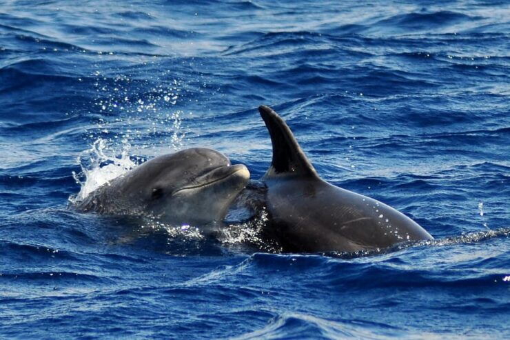 Fuerteventura: Catamaran Sailing Navigation. Maximum 10 People - Experience Highlights