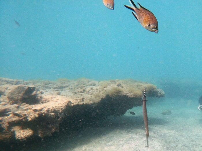 Fuerteventura: Discover Scuba Diving - Preparing for Your Dive