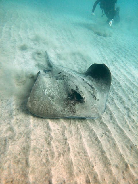 Fuerteventura: Discover Scuba Diving - Common Questions