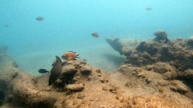 Fuerteventura : Discover Scuba Diving - General Information About the Activity