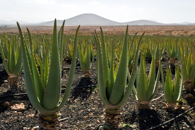 Fuerteventura: Discovery Tour - Frequently Asked Questions