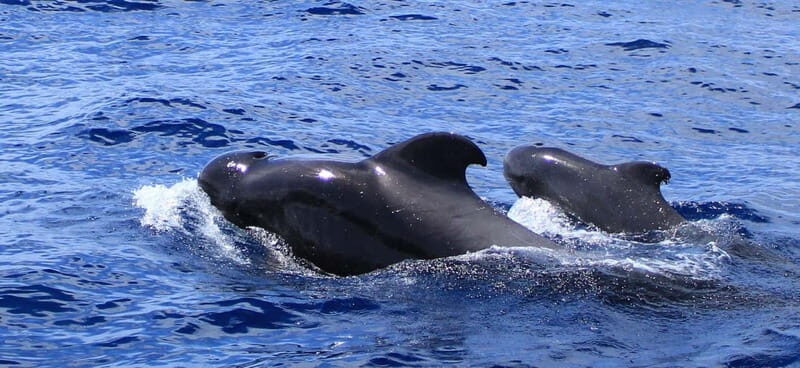 Fuerteventura: Dolphin watching and Lobo Island Combo Cruise - Discover Fuerteventura’s Marine Wonders with the Dolphin Watching and Lobo Island Combo Cruise