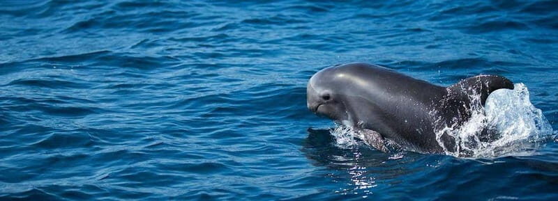 Fuerteventura: Dolphin watching and Lobo Island Combo Cruise - Good To Know  