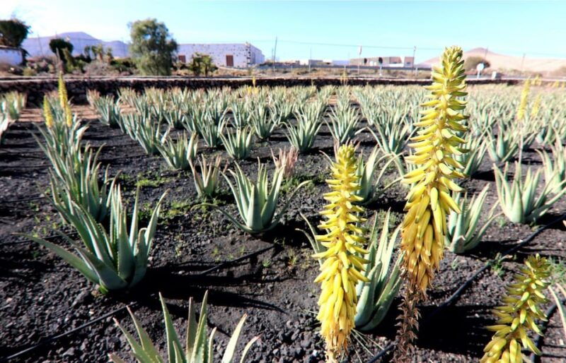 Fuerteventura: Flavors - Discover the Faro De La Entallada