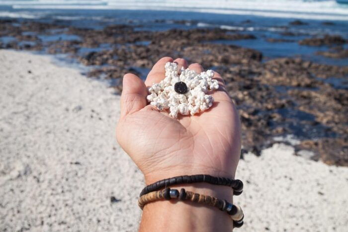 Fuerteventura: Full Day - Explore the Vulcanic North - Calderon Hondo