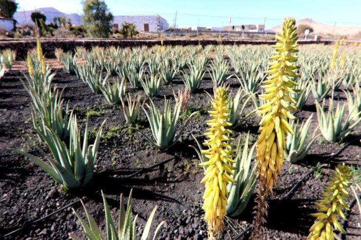 Fuerteventura: Island Flavors Full-day Tour - Farm Visits