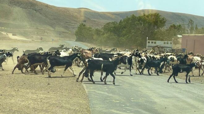 Fuerteventura: Island Highlights Guided Sightseeing Tour - Tour Highlights and Photo Stops