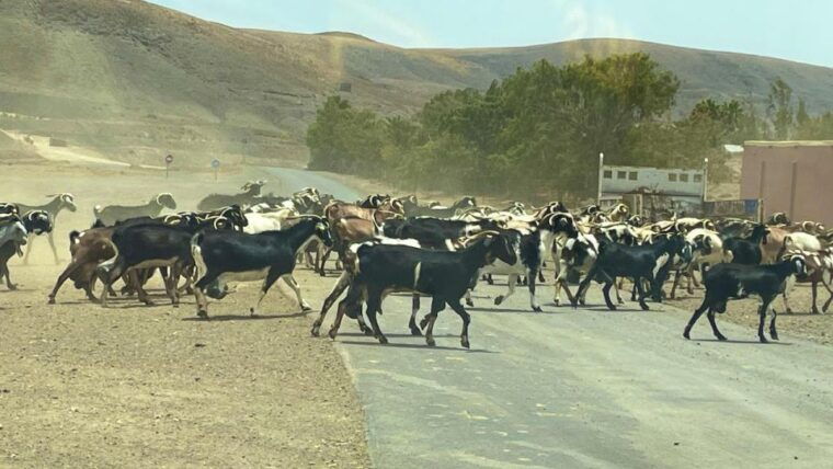 Fuerteventura: Island Highlights Guided VIP Sightseeing Tour - Betancuria: Guided Tour, Shopping, and Local Snacks