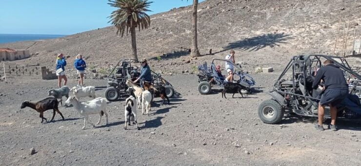 Fuerteventura: Jandía Natural Park & The Puertito Buggy Tour - Pickup and Accessibility