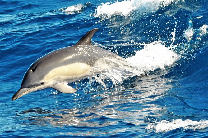 Fuerteventura: Magic Select Catamaran Trip With Food & Drinks - Additional Trip Information
