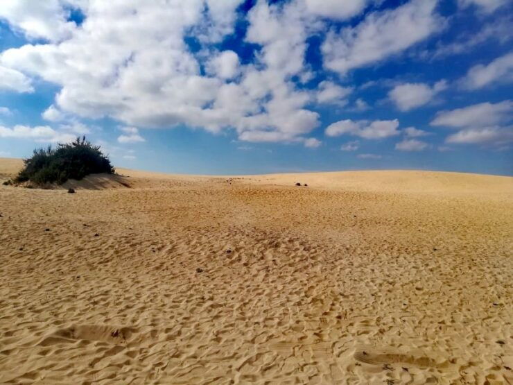 Fuerteventura: North of Fuerteventura for Cruise Passengers - Booking Details for Cruise Passengers