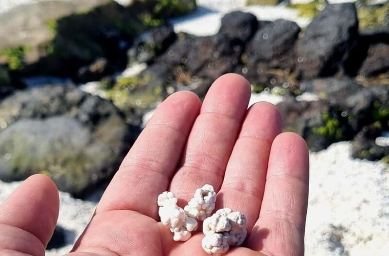 Fuerteventura North with Tapas (food) - Good To Know