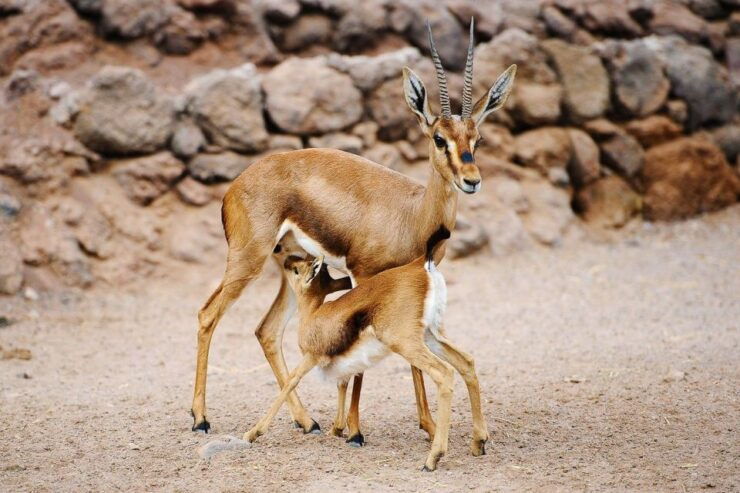 Fuerteventura: Oasis Wildlife Entry Ticket - Ticket Details and Options