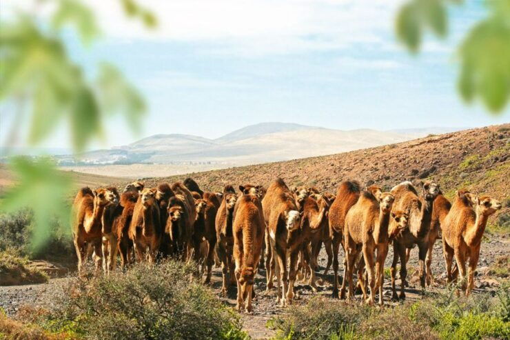 Fuerteventura: Oasis Wildlife Entry Ticket - Experience at Oasis Wildlife Fuerteventura