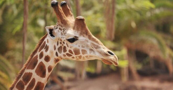 Fuerteventura: Oasis Wildlife Entry Ticket - Inclusions With the Ticket