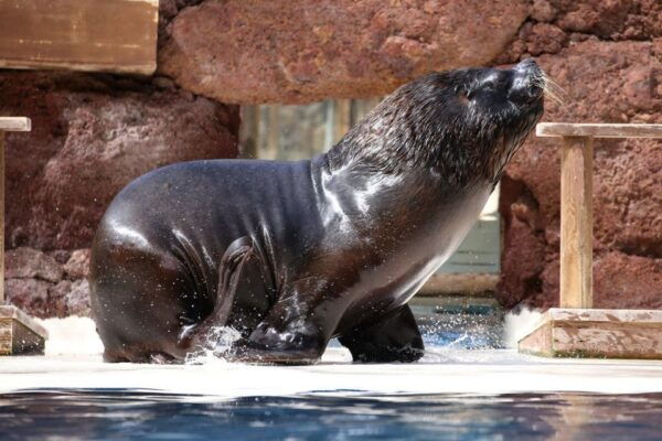 Fuerteventura: Oasis Wildlife Entry Ticket - Free Cancellation and Refund Policy