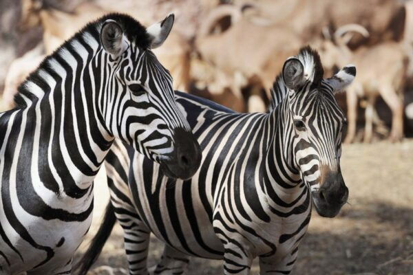 Fuerteventura: Oasis Wildlife Entry Ticket - Park Facilities and Attractions