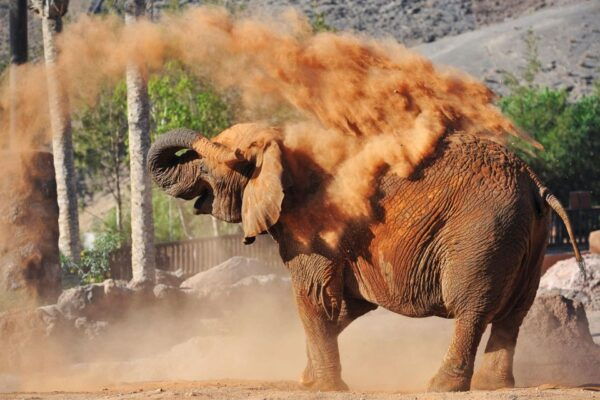 Fuerteventura: Oasis Wildlife Entry Ticket - Special Considerations and Pricing