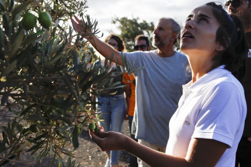 Fuerteventura Organic Farm Guided Tour With Optional Lunch - Good To Know